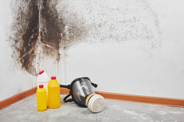 Best Mold Removal Process  in Edmore, MI