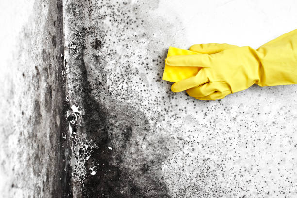 Trusted Edmore, MI Mold Removal Experts