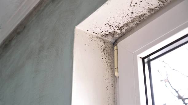 Best Commercial Mold Removal  in Edmore, MI