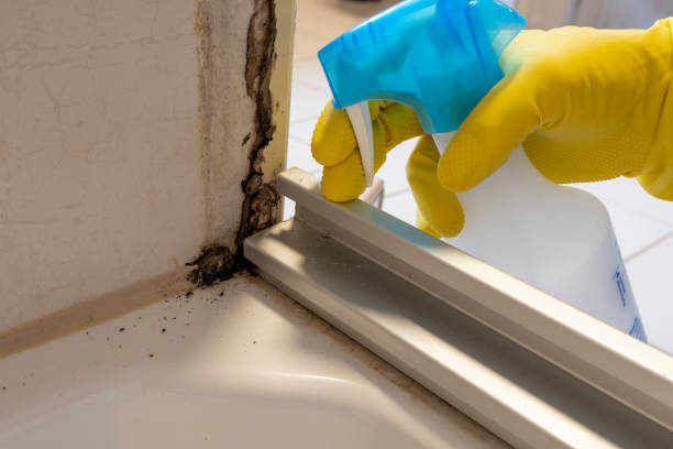 Mold Removal and Inspection in Edmore, MI