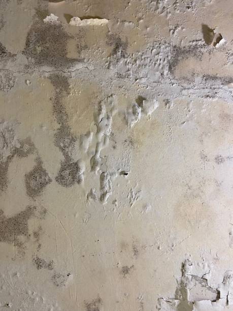 Best Attic Mold Removal  in Edmore, MI