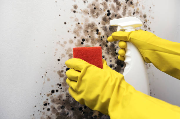 Best Black Mold Removal  in Edmore, MI