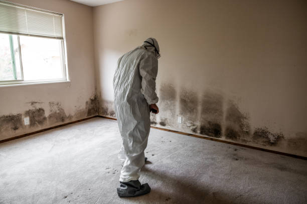 Trusted Edmore, MI Mold Removal Experts