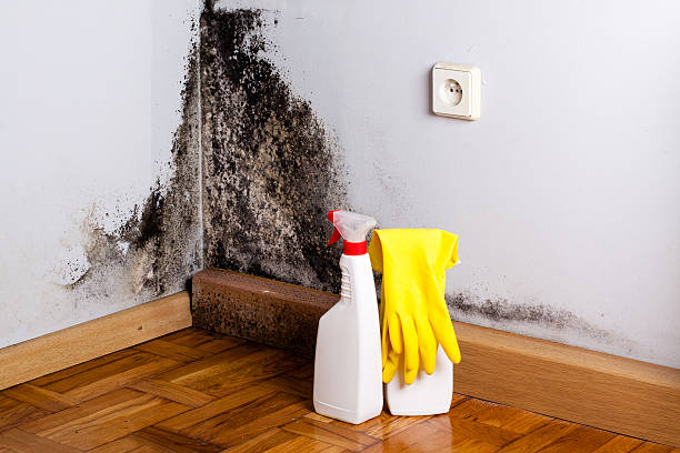 Best Attic Mold Removal  in Edmore, MI