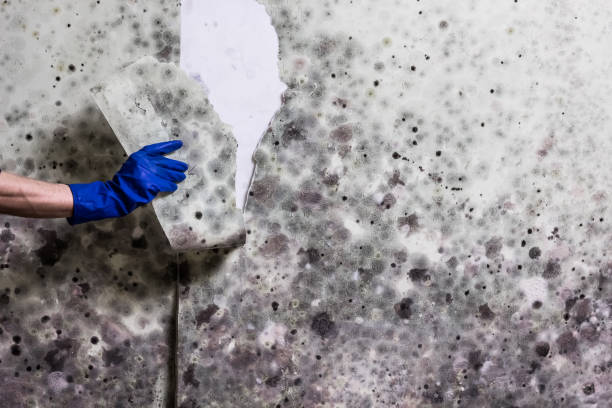 Best Mold Removal Near Me  in Edmore, MI