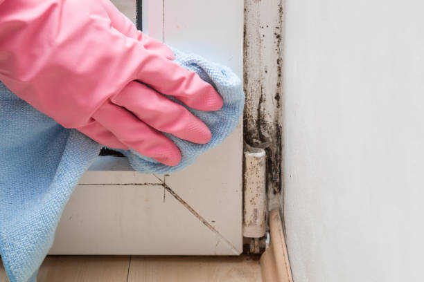 Best Mold Cleaning Services  in Edmore, MI