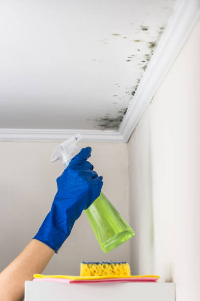 Best Best Mold Removal Companies  in Edmore, MI